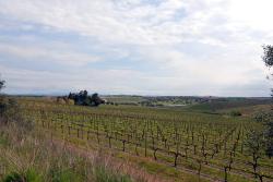 Vineyards on rolling hills