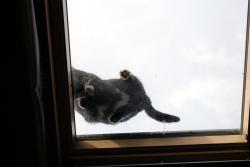 Cat on a skylight, what the... ?!?