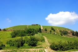Hills and vineyards
