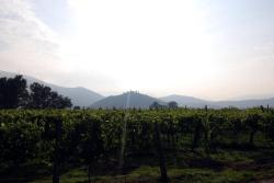 Morning view of castles and vineyards