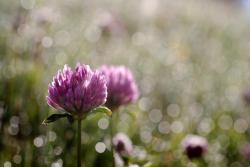 Clover in the morning dew