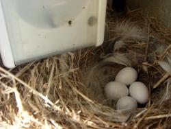 Birds nest in the electricity box