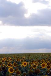 A sunflower-filled field