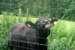 A hungry cow
