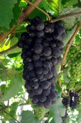 Grapes almost ready for harvest