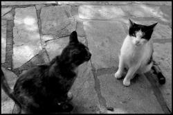 Monastery cats in black and white