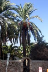 Palm trees in Antalya