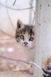 Aleppo kitten