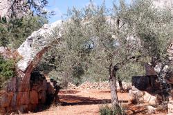 Olive trees now grow among the ruins