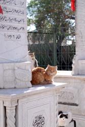 Cats in the sun in Damascus
