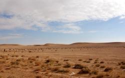 Sheep in a barren landscape
