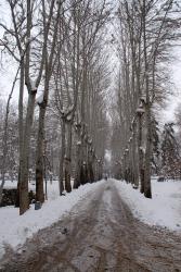A snowy path in a Tehran park