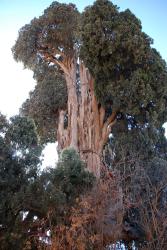 A cedar tree in the middle of a Zoroastrian village