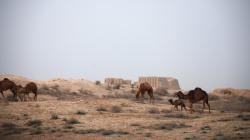 Camels wandering around Merv