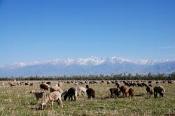 There's no shortage of sheep in Kazakhstan
