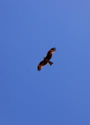 Eagle overhead