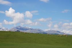 Sheep grazing in remote pastures