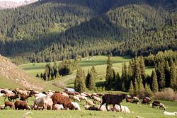Sheep outnumber people in Kyrgyzstan