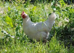 A chicken in Tamara's garden