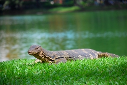 A lizard in a Bangkok park
