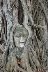 Budda face in Ayutthya