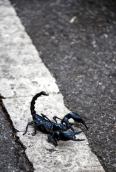 Scorpion on the road to Khao Yai