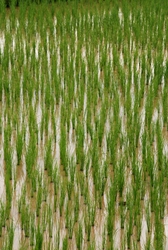 Early rice fields
