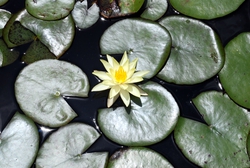 A flower and lily pads