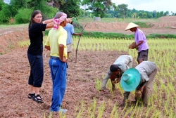 Friedel and Sarmun, planting rice