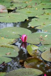 A lily pond