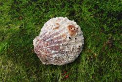 Shell on a mossy rock