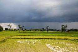 Rice fields and an incoming rain storm
