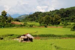 Vividly green rice fields