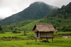 A typical hut in a rice field
