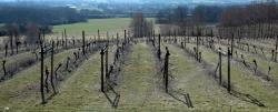 A Surrey vineyard
