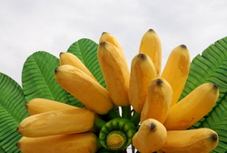 Banana festival in Kamphaeng Phet
