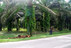 Harvesting palm oil nuts