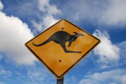 Kangaroos are everywhere in Australia