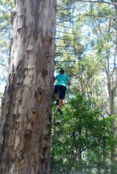 Friedel climbing the Gloucester Tree