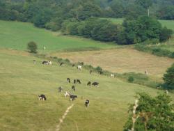 Cows in the fields