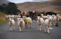 NZ traffic jam