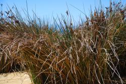 Beach grasses