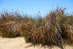 Beach grasses II
