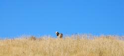 One sheep on the hilltop
