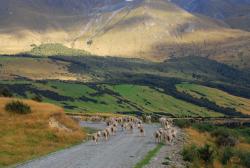 Sheep grazing near Mount Turnbull