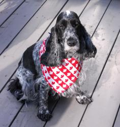 Jack in Canada Day dress-up bandana.