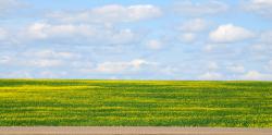 Canola fields coming into bloom