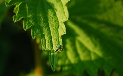 A closeup of a bug