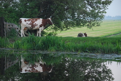 Cow reflection