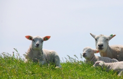 The cutest sheep family ever